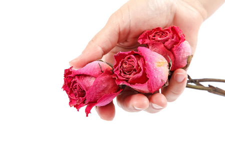 在女性手中干燥花玫瑰
