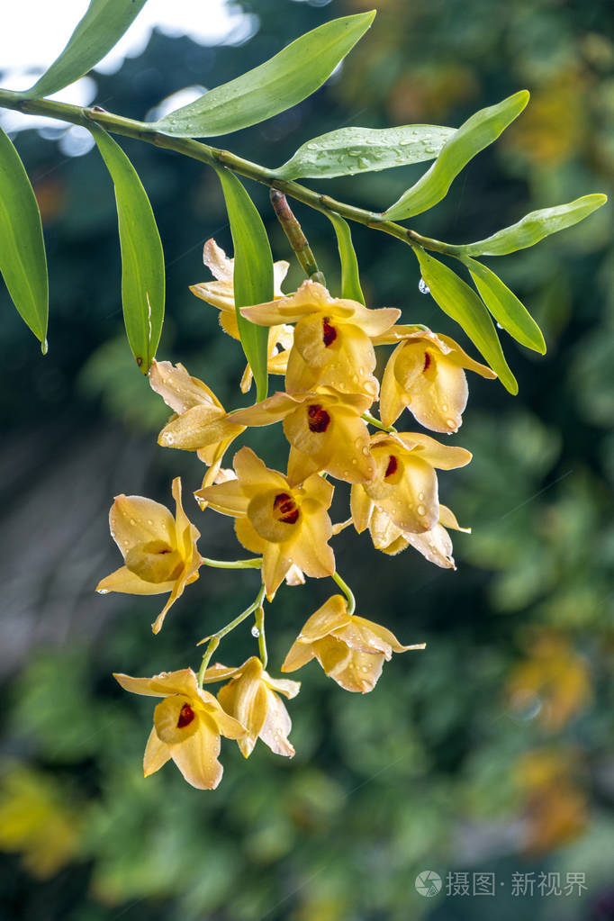 茎的黄色石斛兰花花覆盖的雨滴