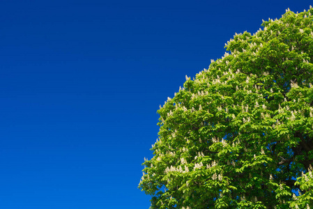 蓝天大树图片