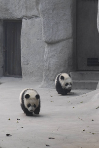 可爱的熊猫户外活动