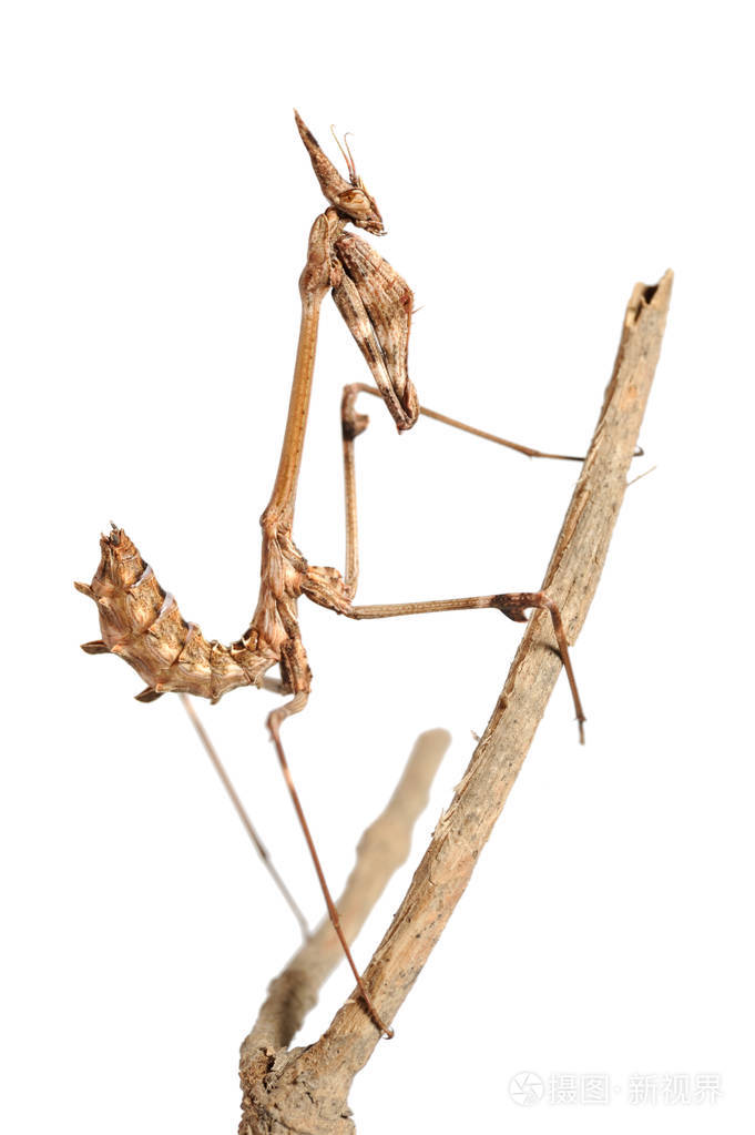 孤立的树枝上的小螳螂