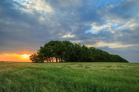 七彩的晚霞,在绿色的原野的小麦插画
