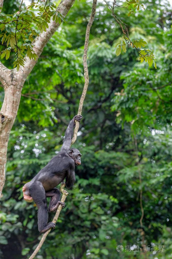 倭黑猩猩在树的树枝上
