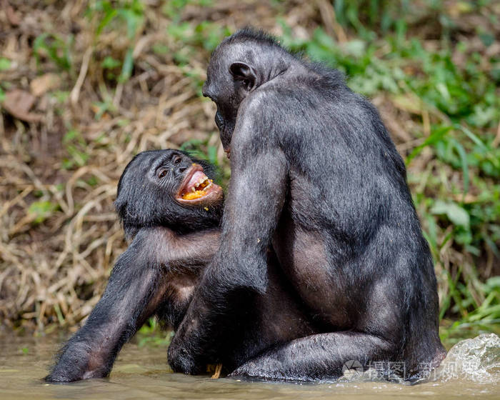 倭黑猩猩交配在池塘里