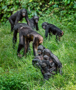 倭黑猩猩幼仔在母亲的背上