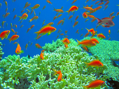 热带海洋的水下生活