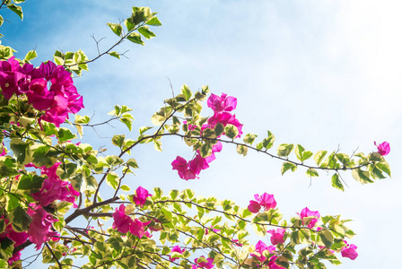 簕杜鹃花朵绽放着白色的天空