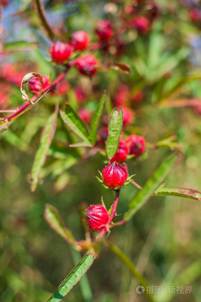 蔷薇果实(木槿萨巴利法)