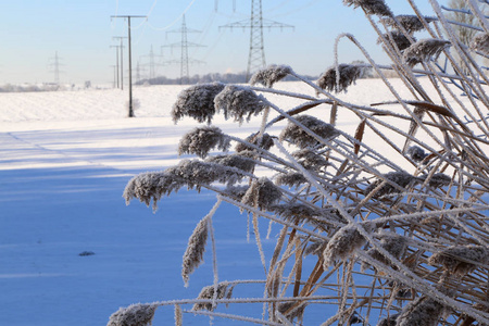 森林森林中的冬季。冬天的雪林