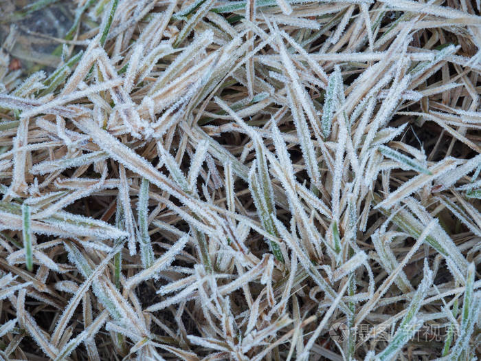 草的质地被霜冻覆盖着.冰霜, 草地上的冰柱, 冰.冷冻收获