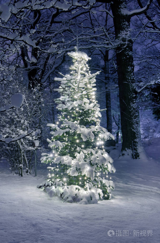 在白雪皑皑的森林里的圣诞树