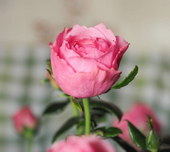 粉红色玫瑰多年生灌木罗萨属花