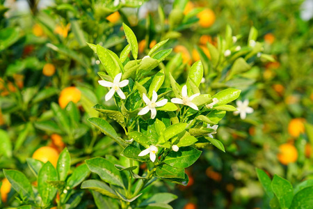 一棵桔子树的花朵照片