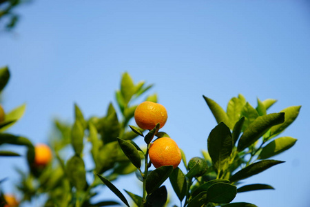 生长在河内的橘子
