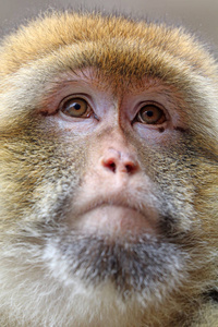 柏柏尔猴子在自然栖息地