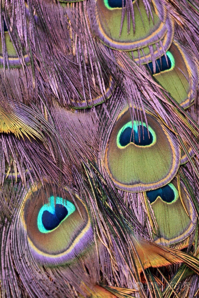 七彩孔雀羽毛