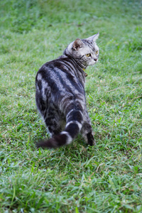年轻的美国短毛猫走在绿色的草田