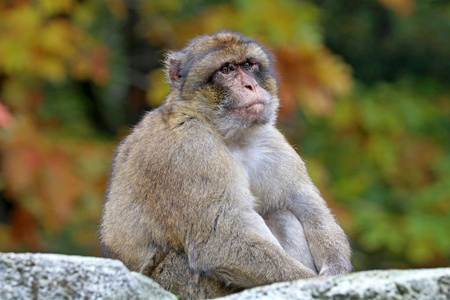 柏柏尔猴子在自然栖息地图片