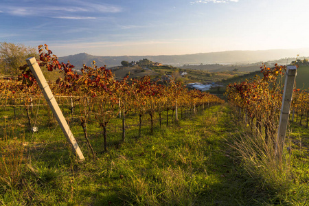 秋色准备好酒的生产和收获的葡萄园的视图