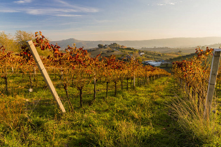 秋色准备好酒的生产和收获的葡萄园的视图