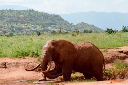 肯尼亚的红色大象