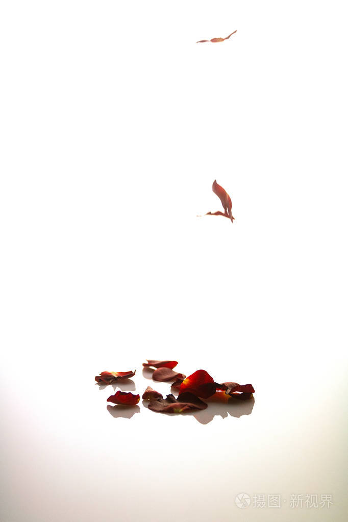 落红玫瑰花瓣洒在白