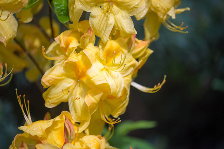 花园里的杜鹃花