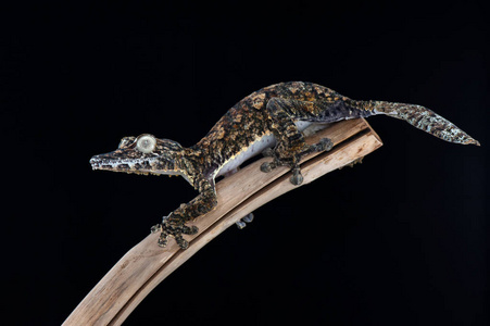 孤立的壁虎孤立在黑色背景上的壁虎照片