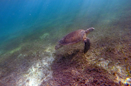 墨西哥海龟水下游泳 Acumal 湾 2