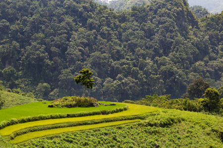 稻田包围在四面环山的越南