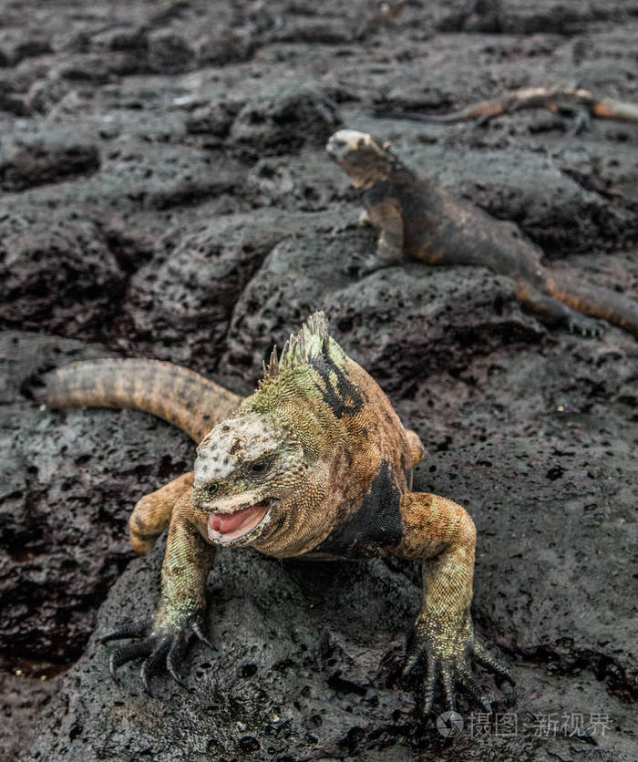 男的加拉帕戈海鬣蜥在熔岩的岩石