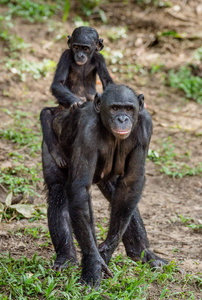 倭黑猩猩幼仔在母亲的背上