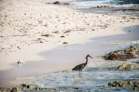 墨西哥的鹭鸟海滩卡门尤卡坦半岛