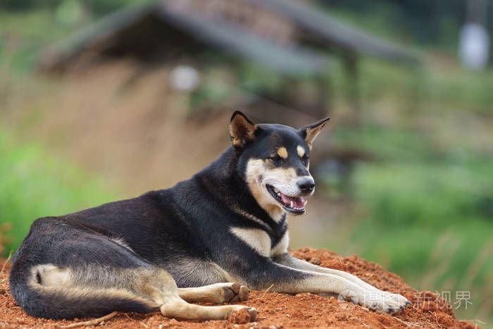 黑色英俊的小狗在一个绿色的性质巴的农村领域