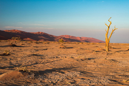 风景秀丽的索苏斯和 Deadvlei 粘土和盐田与雄伟沙丘环抱的编织相思树。纳米布诺克国家公园 主要旅游景点和旅游目的地的纳