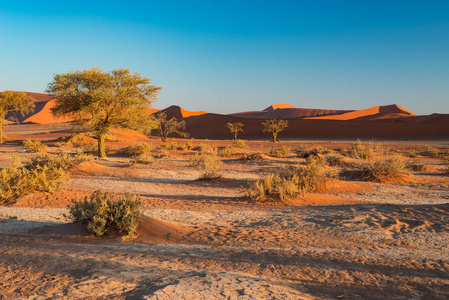风景秀丽的索苏斯和 Deadvlei 粘土和盐田与雄伟沙丘环抱的编织相思树。纳米布诺克国家公园 主要旅游景点和旅游目的地的纳