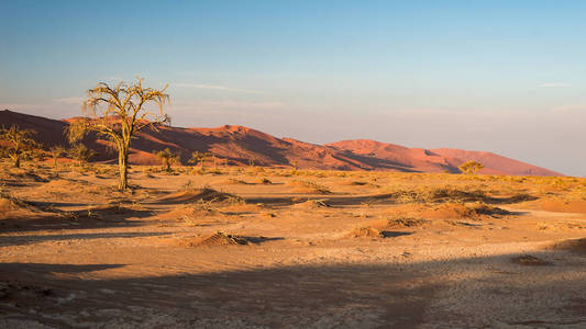 风景秀丽的索苏斯和 Deadvlei 粘土和盐田与雄伟沙丘环抱的编织相思树。纳米布诺克国家公园 主要旅游景点和旅游目的地的纳