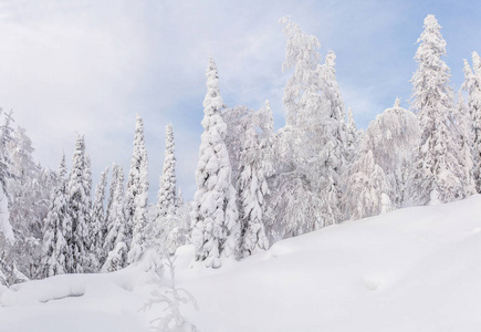 冬季景观与宽雪原后强降雪, 霜覆盖的树