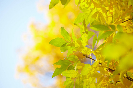 晴天树上金黄的秋叶