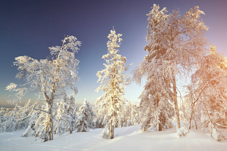 童话冬季景观与雪覆盖树木