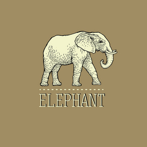 复古大象标志设计矢量模板线性风格