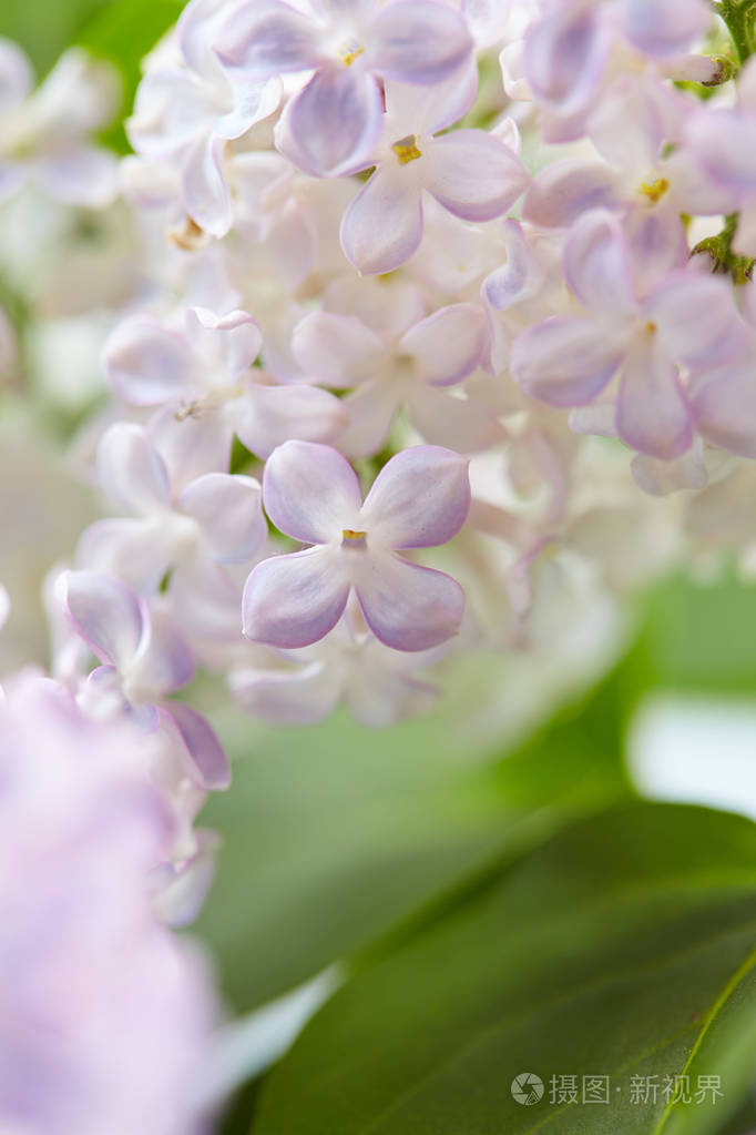 漂亮的淡紫色花