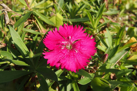 dianthus, 桃红色 dianthus