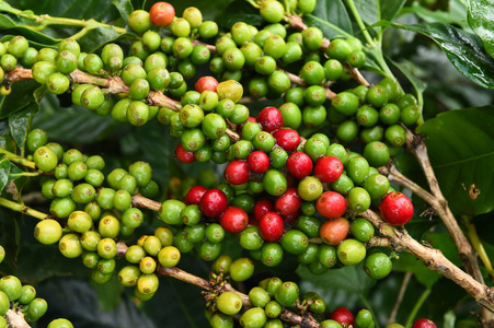 成熟的咖啡豆