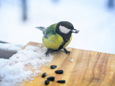 山雀在送纸器冬天吃瓜子图片