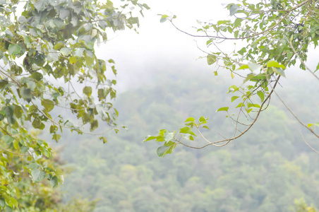 清新的微风图片