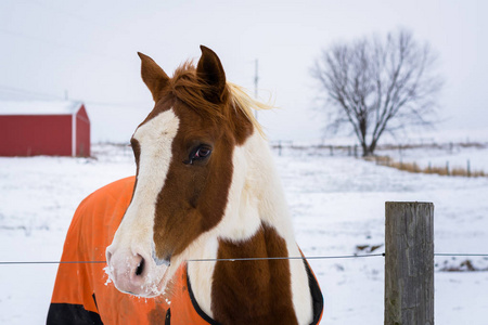 一匹马，在一个冬日，杰斐逊，宾夕法尼亚州附近看到