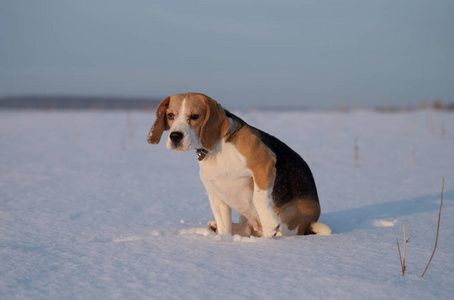 在雪地里的小猎犬的肖像