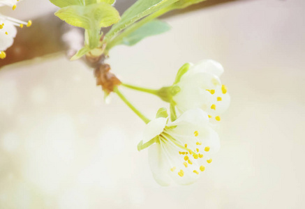 樱花树，选择性焦点