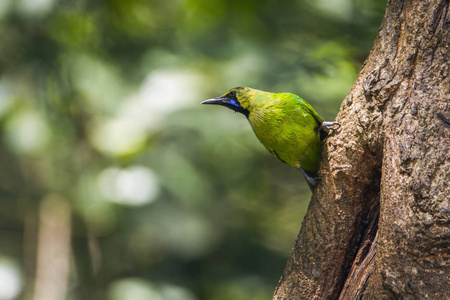 明内里耶国家公园，斯里兰卡的 Jerdon 的 Leafbird